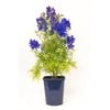 150mm Garden Jewel Range -  Delphinium