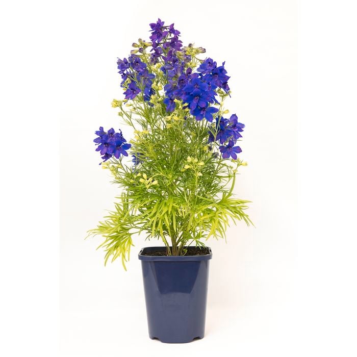 150mm Garden Jewel Range -  Delphinium