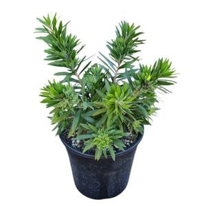 4L Bottlebrush - Callistemon viminalis Green John