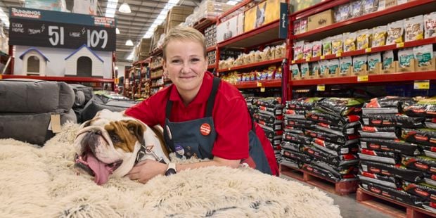 A Bunnings team member in a red shirt kneels beside a large bulldog resting on a fluffy cream-colored bed inside a pet supply aisle. Shelves stocked with pet food and supplies line the background.