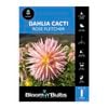Bloomin' Bulbs Dahlia Rose Fletcher - 1 Pack