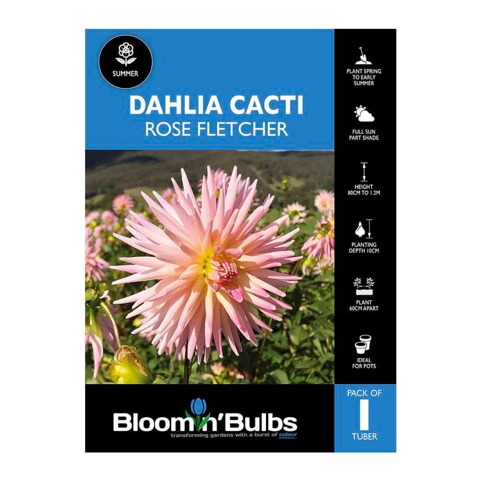 Bloomin' Bulbs Dahlia Rose Fletcher - 1 Pack