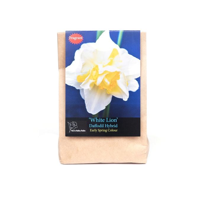 Yarra Valley Bulbs Daffodil White Lion - 3 Pack