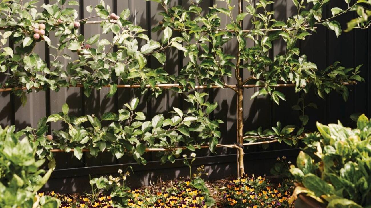 Backyard with short white wall planter filled with bamboo. A small table with lawn chairs sits off to the side