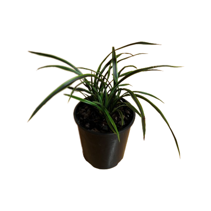1.9L Phormium Licorice And Lime - Phormium cookianum
