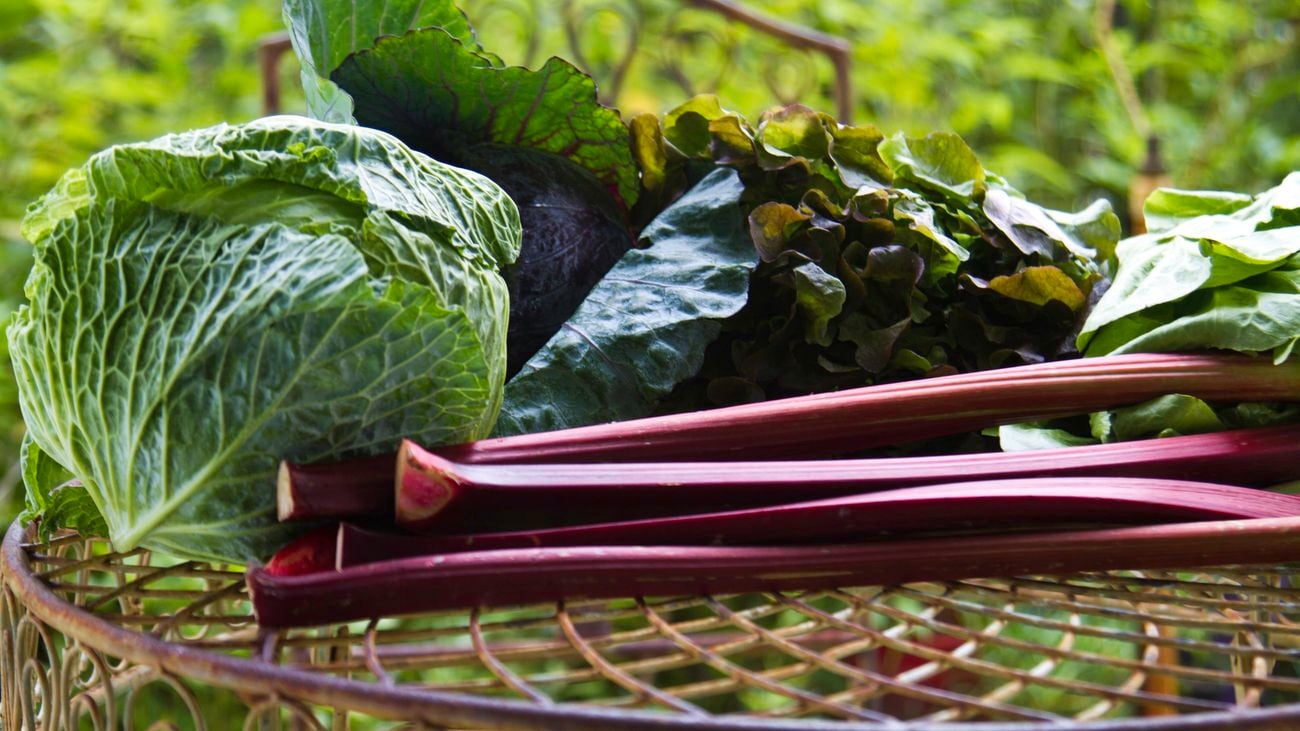 Lettuce, rhubarb harvested.