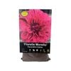 Yarra Valley Bulbs Dahlia Florelie Morello -  1 Pack