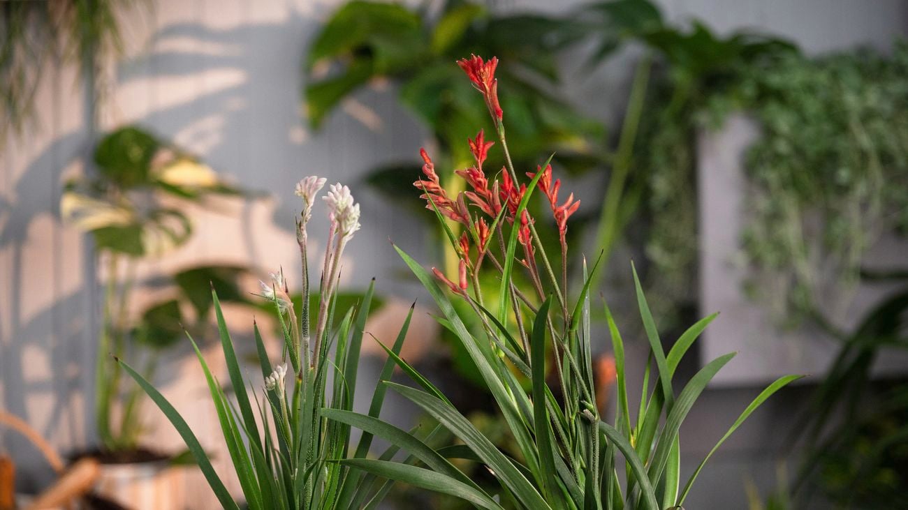 Tall Kangaroo Paw Plant