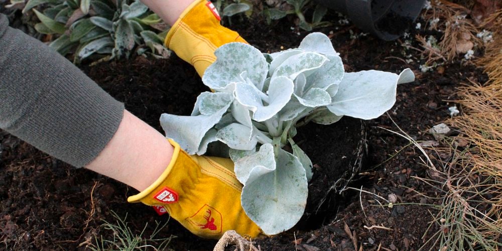 Planting in the garden with the Comfort Gardener