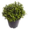 2.5L Pittosporum Golden Ball - Pittosporum tenuifolium
