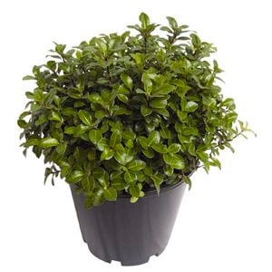 2.5L Pittosporum Golden Ball - Pittosporum tenuifolium
