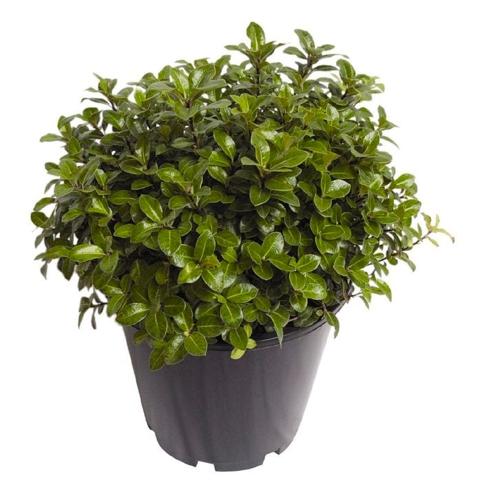 2.5L Pittosporum Golden Ball - Pittosporum tenuifolium