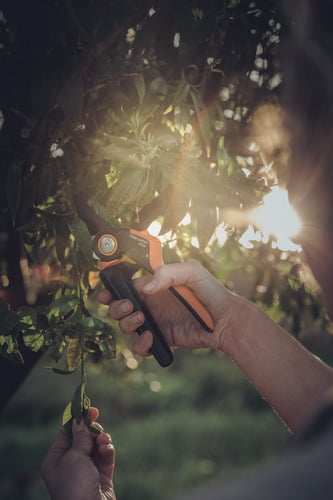Clipping a tree with a pair of secateurs