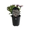 1.5L Cape Daisy Sideshow White - Osteospermum