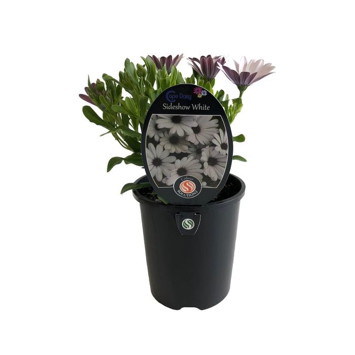 1.5L Cape Daisy Sideshow White - Osteospermum