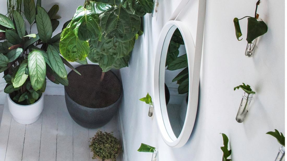 Plants in test tube planters on a white wall with two bigger plants on the ground.