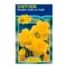 Daffodil Double Gold On Gold - 20 Bulbs
