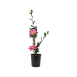 140mm Camellia Hiryu - Camellia Sasanqua