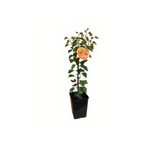 180mm Dwarf Apricot Storeys - Prunus Armeniaca