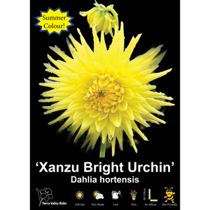 Yarra Valley Bulbs Xanzu Bright Urchin - 1 Pack