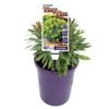 140mm Euphorbia Tiny Tim