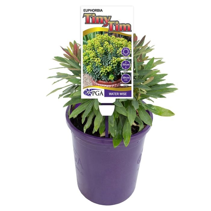 140mm Euphorbia Tiny Tim
