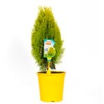 Conifers