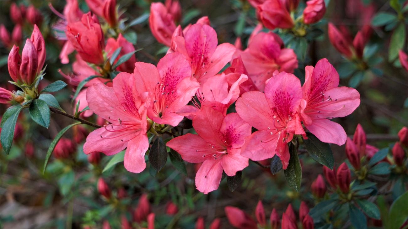 Close up of a pink azalea flower.