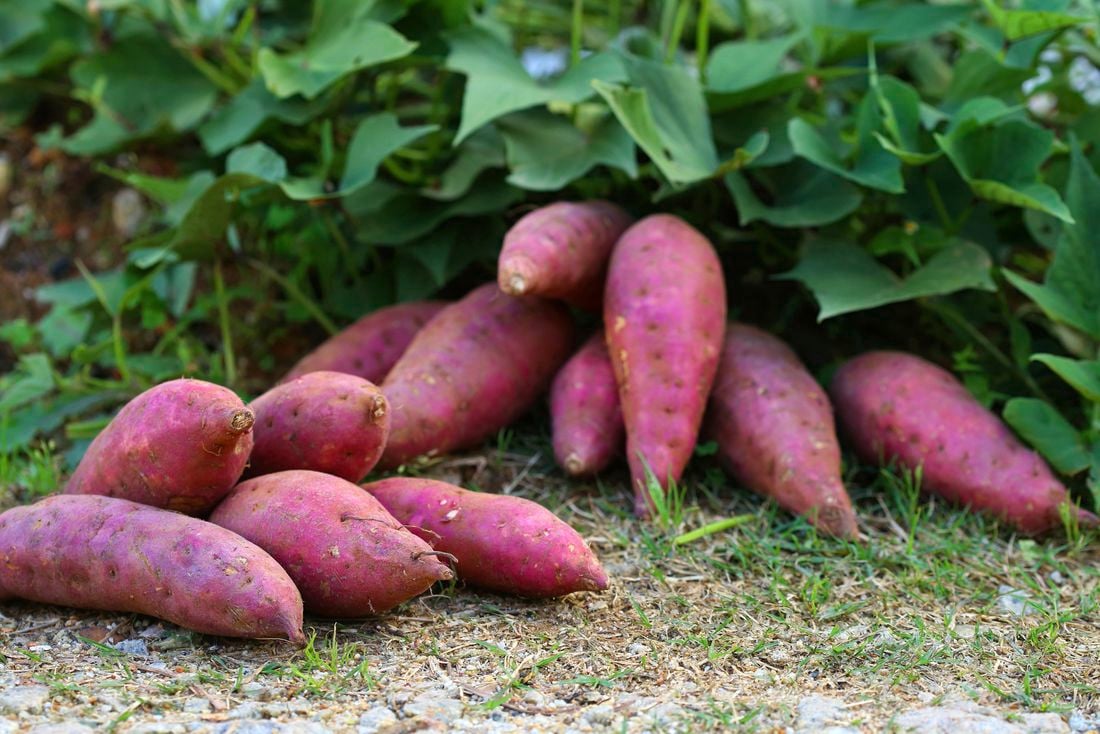 Purple sweet potatoes harvested beside the plants