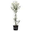 330mm Coast Banksia - Banksia integrifolia