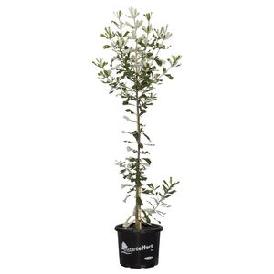 330mm Coast Banksia - Banksia integrifolia