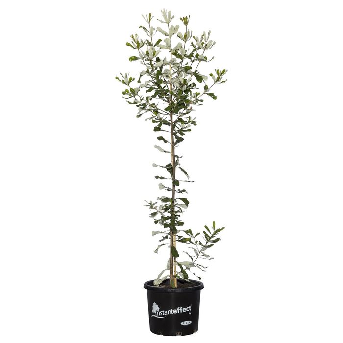 330mm Coast Banksia - Banksia integrifolia