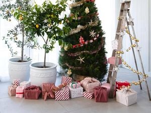 Four different types of Christmas trees, surrounded by gifts.