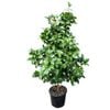 8.5L Sasanqua & Japonica - Camellia assorted 
