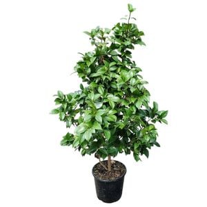 8.5L Sasanqua & Japonica - Camellia assorted 