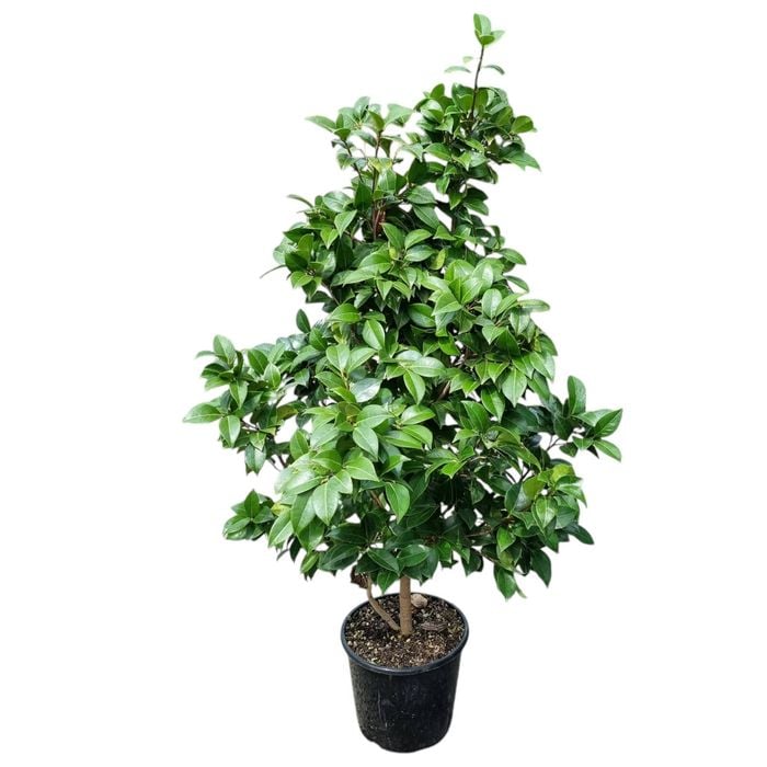 8.5L Sasanqua & Japonica - Camellia assorted 