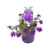 140mm Verbena - Verbena Purple Passion