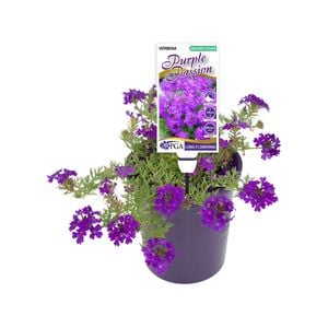 140mm Verbena - Verbena Purple Passion