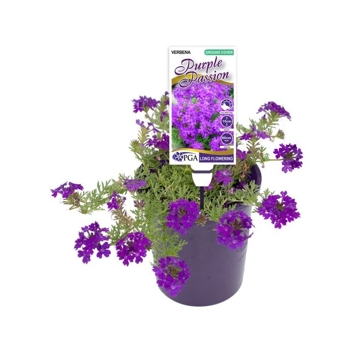 140mm Verbena - Verbena Purple Passion