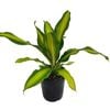 70mm Burley - Dracaena fragrans