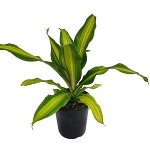 70mm Burley - Dracaena fragrans