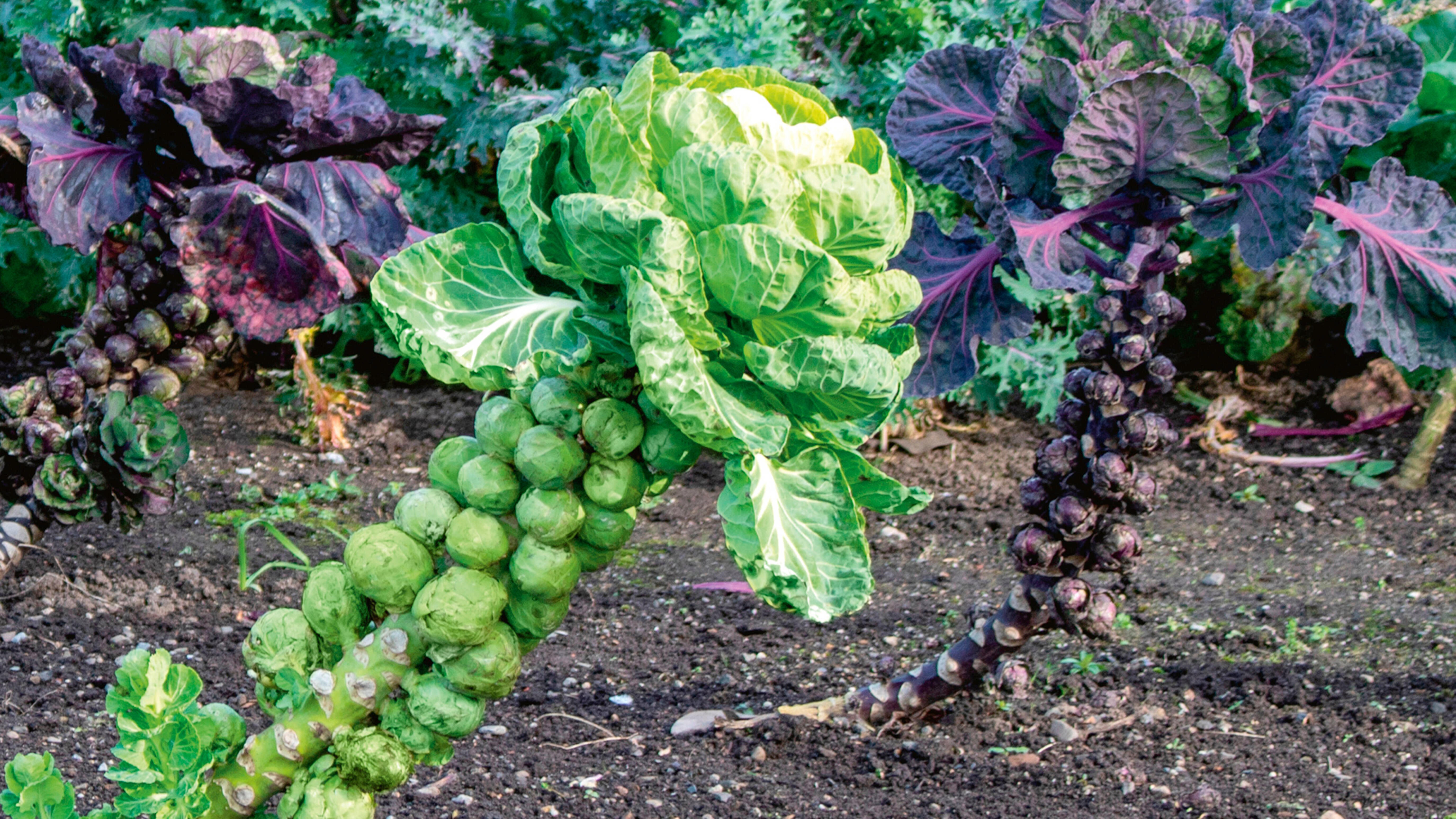 Brussels sprouts growing in a vegetable patch – an example of what vegetables to plant in winter