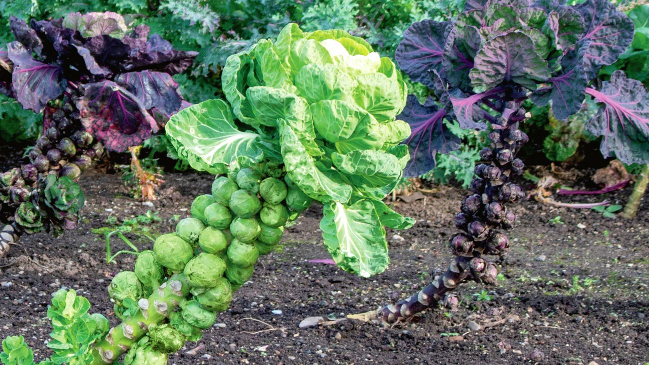 Brussels sprouts growing in a vegetable patch – an example of what vegetables to plant in winter
