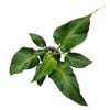 125mm Sows Ear - Philodendron rugosum