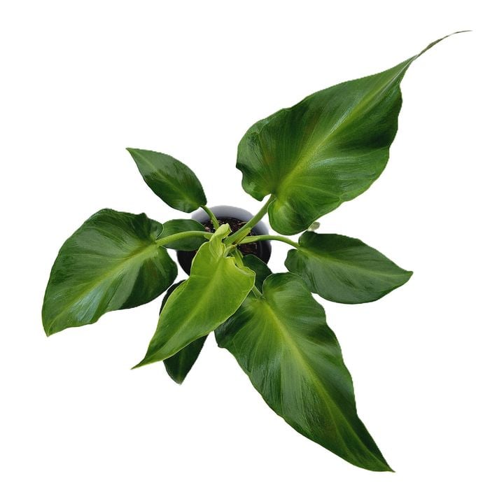 125mm Sows Ear - Philodendron rugosum