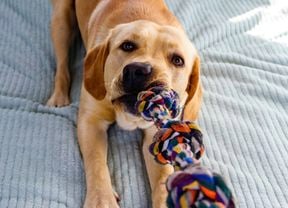 An image of a golden labrador lying down with a tug rope toy in its mouth