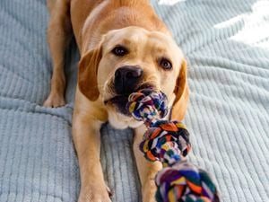 An image of a golden labrador lying down with a tug rope toy in its mouth