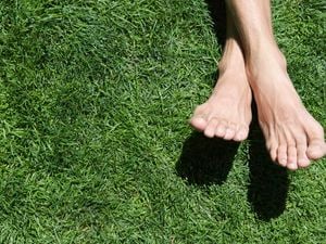 Bare feet on lush green grass.