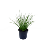 140mm Rain Lily - Zephyranthes candida 