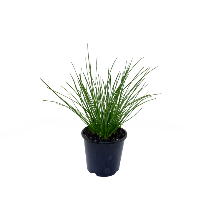 140mm Rain Lily - Zephyranthes candida 